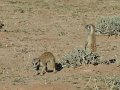 suricates 02 Kg